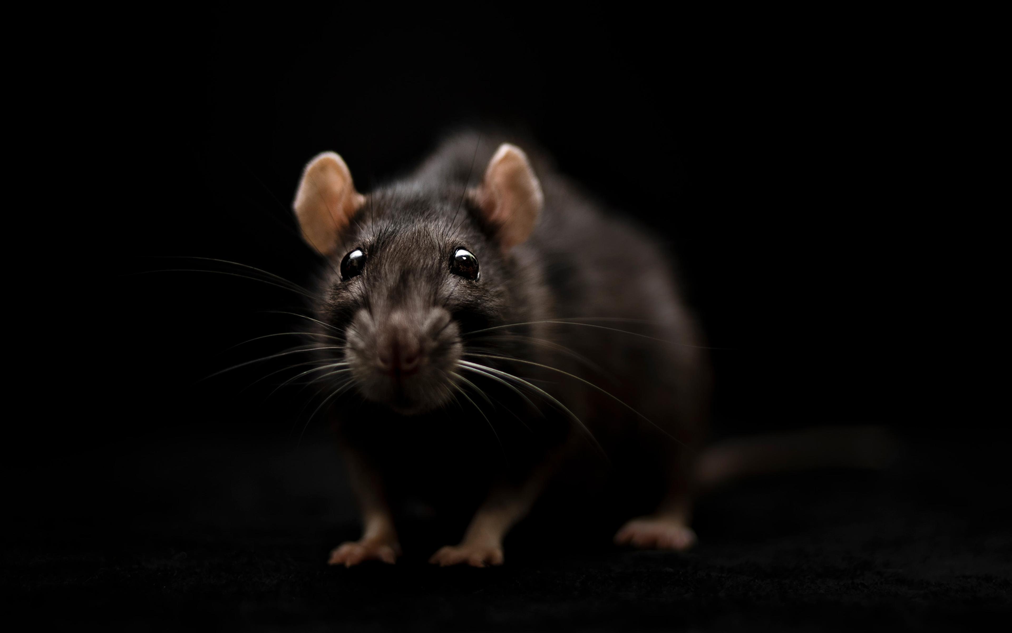 A brown rat in sharp focus against a black background, highlighting its whiskers, eyes, and ears.