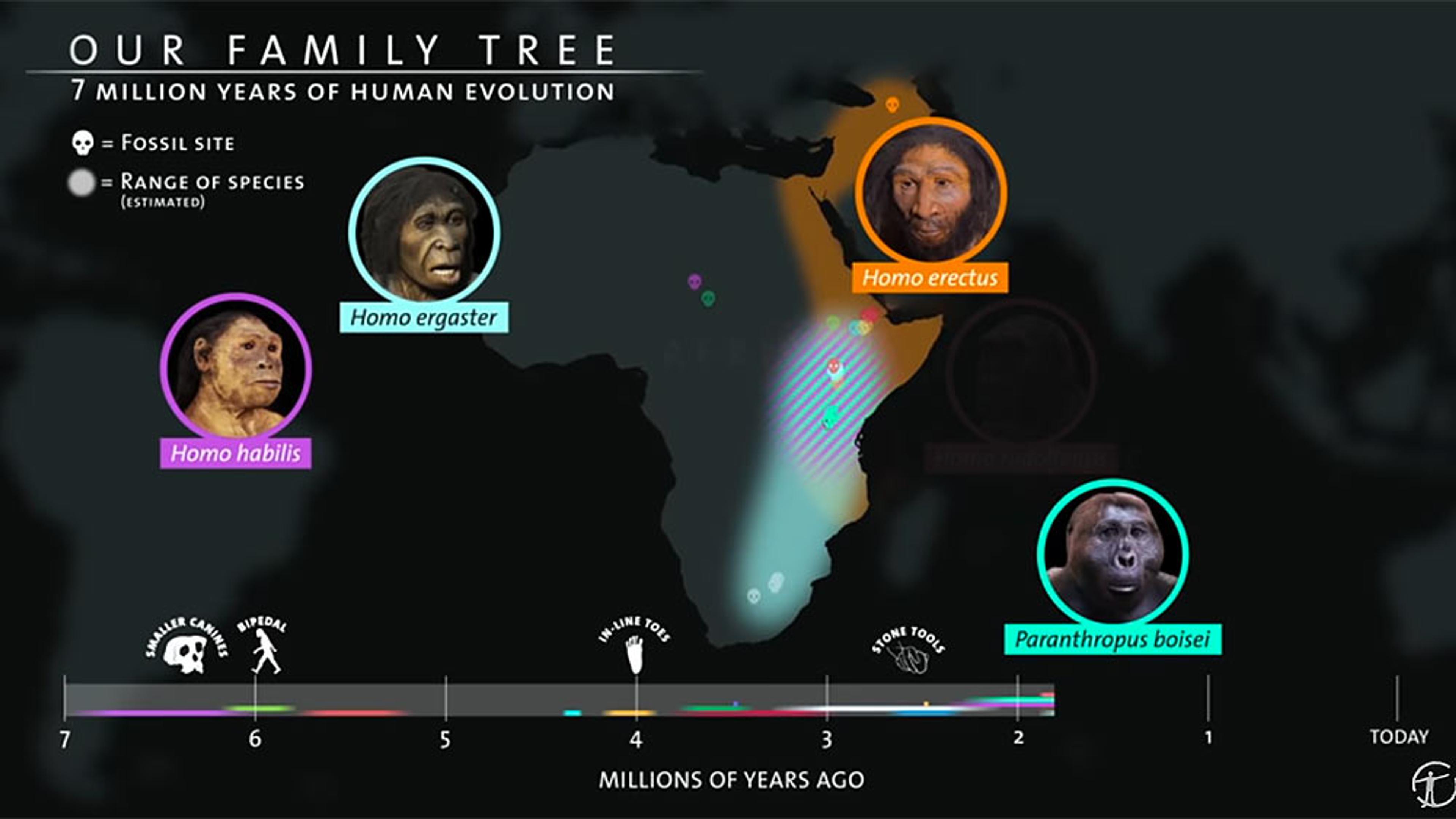 Graphic showing the timeline and regions of early human species in Africa, including images of Homo habilis, Homo ergaster, Homo erectus, and Paranthropus boisei.