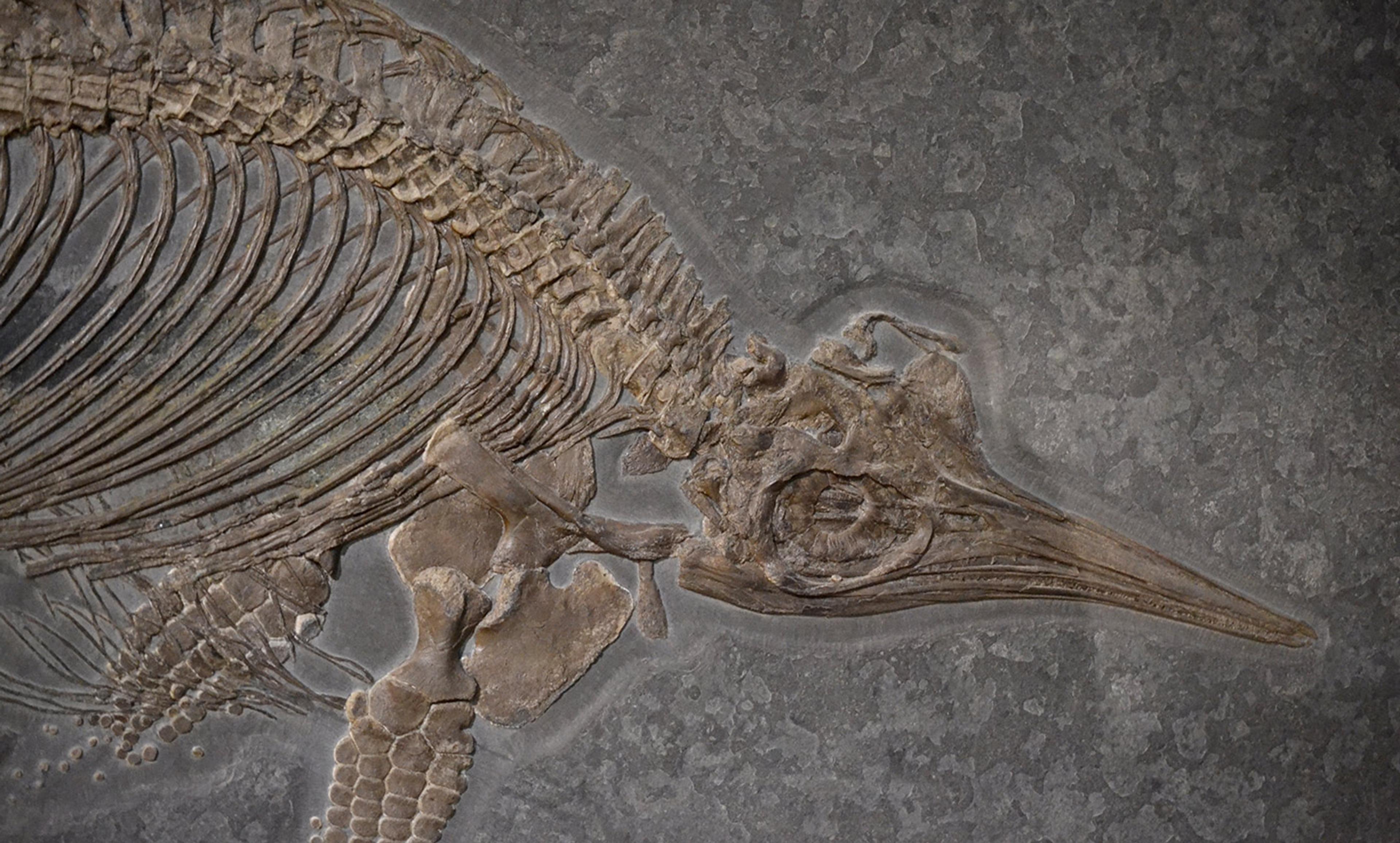 A fossilised marine reptile on a grey stone background showing detailed ribs and skull.